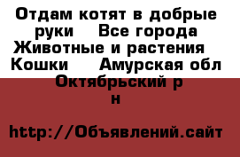 Отдам котят в добрые руки. - Все города Животные и растения » Кошки   . Амурская обл.,Октябрьский р-н